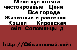 Мейн-кун котята чистокровные › Цена ­ 25 000 - Все города Животные и растения » Кошки   . Кировская обл.,Соломинцы д.